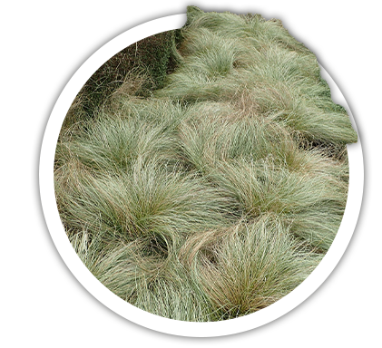 Осока волосовидна / Carex coman
